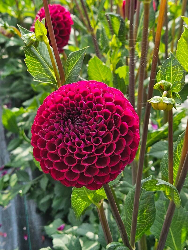 macro rocco dahlia