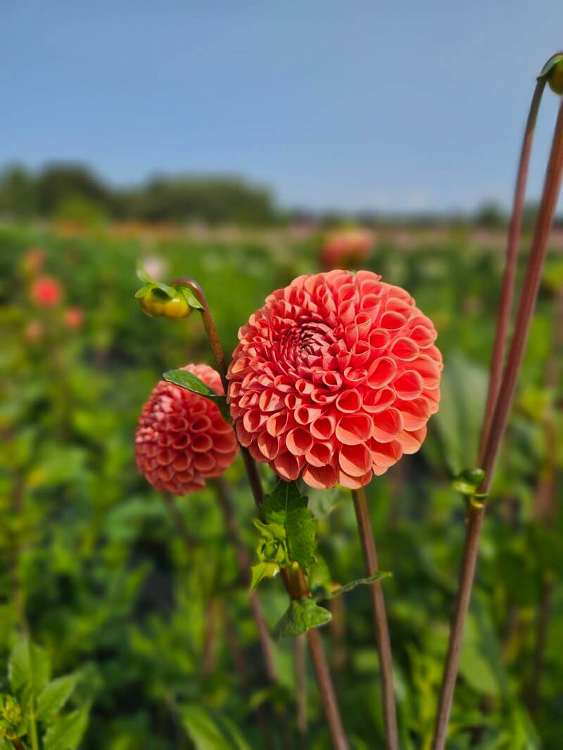 orange ball dahlia