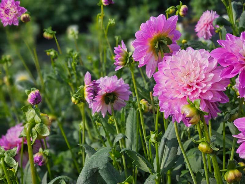 pink dahlia cafe au lait rose