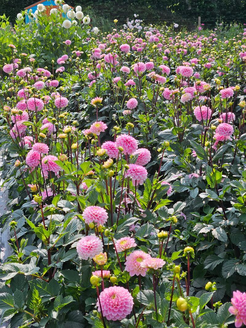 pink dahlias growing