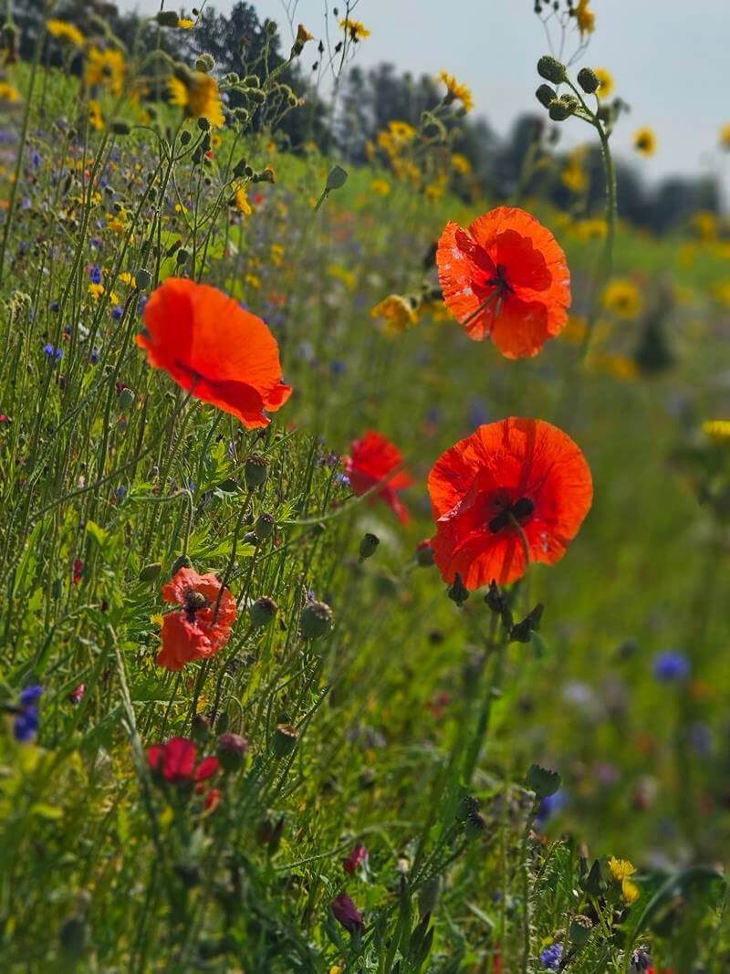 poppies in flower field