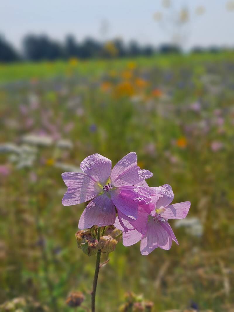 pretty purple wildflower