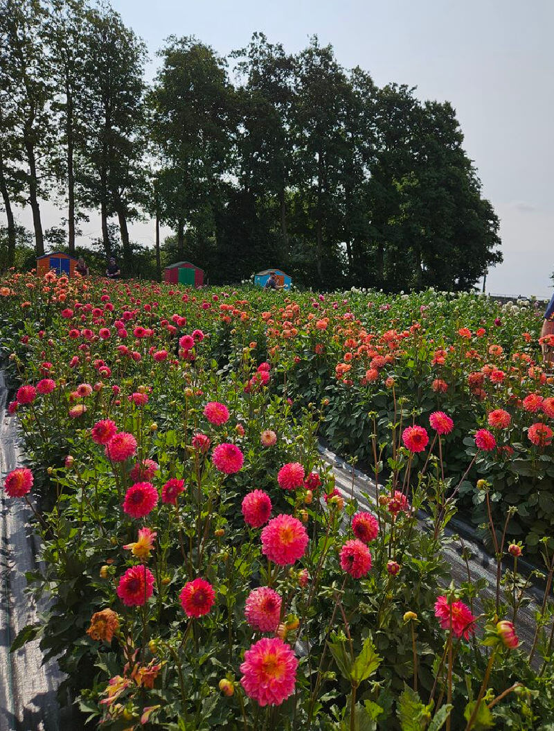 rows of dahlias