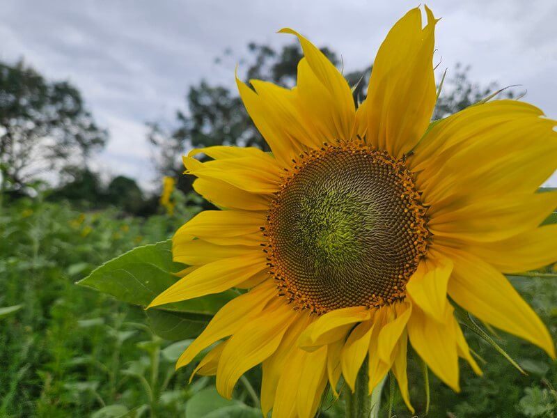 sunflower close up