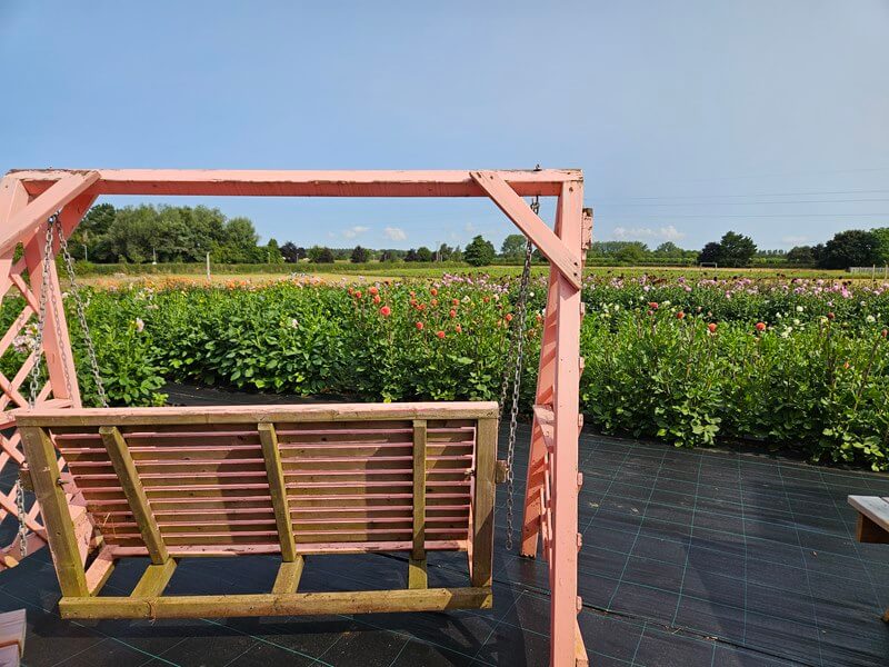 swing seat overlooking dahlia field