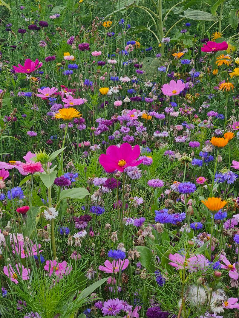 wildflower pinks up close