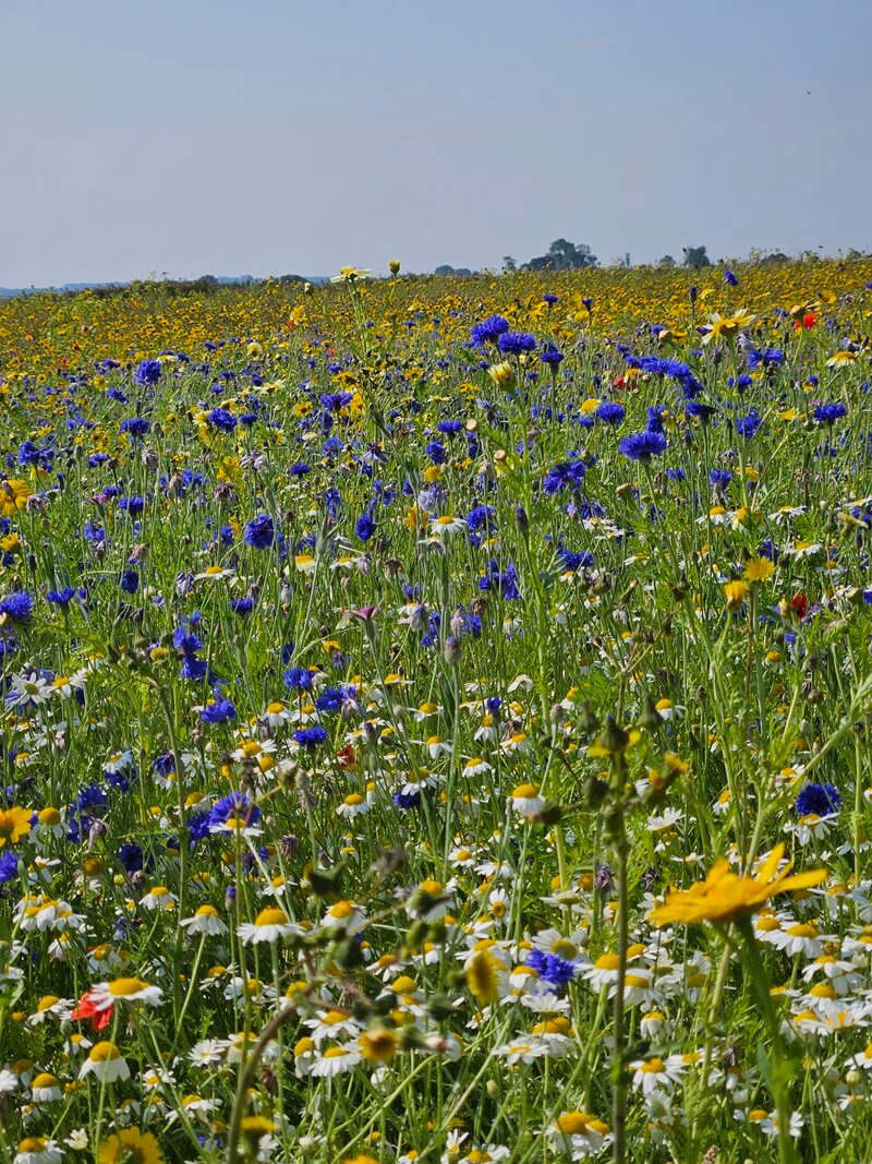 wildflowers at cotswold farm park