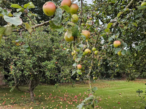 apples growing and on the ground