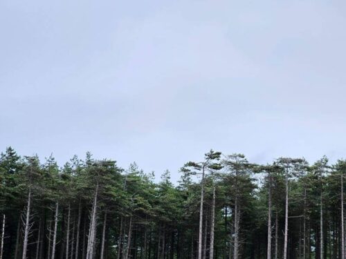 llanddwyn beach and newborough forest