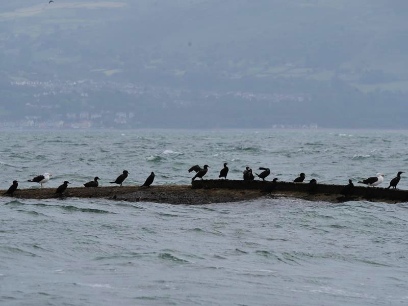 seabirds on an old shipwreck out of the sea