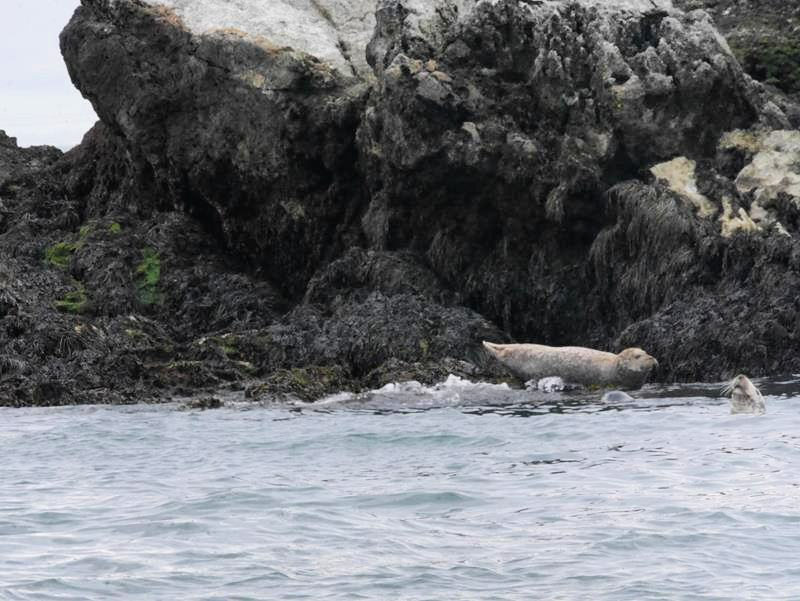 seal enjoying swimming and basking on the rocks