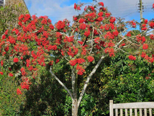 berry full tree bench and plant tub