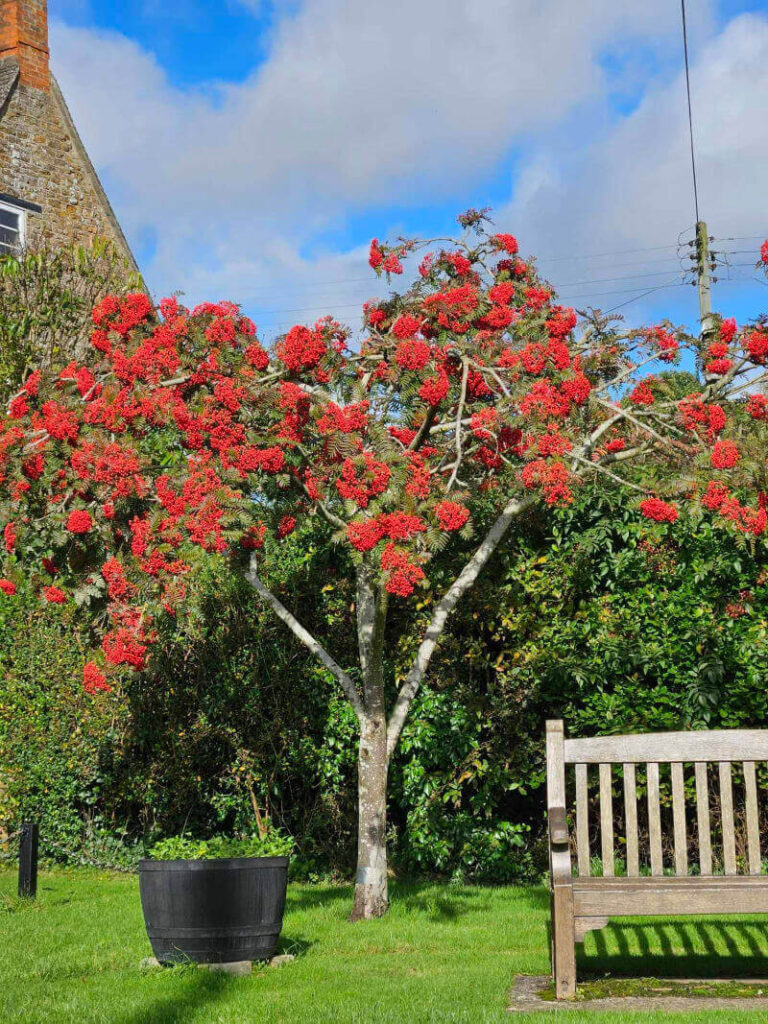 berry full tree bench and plant tub