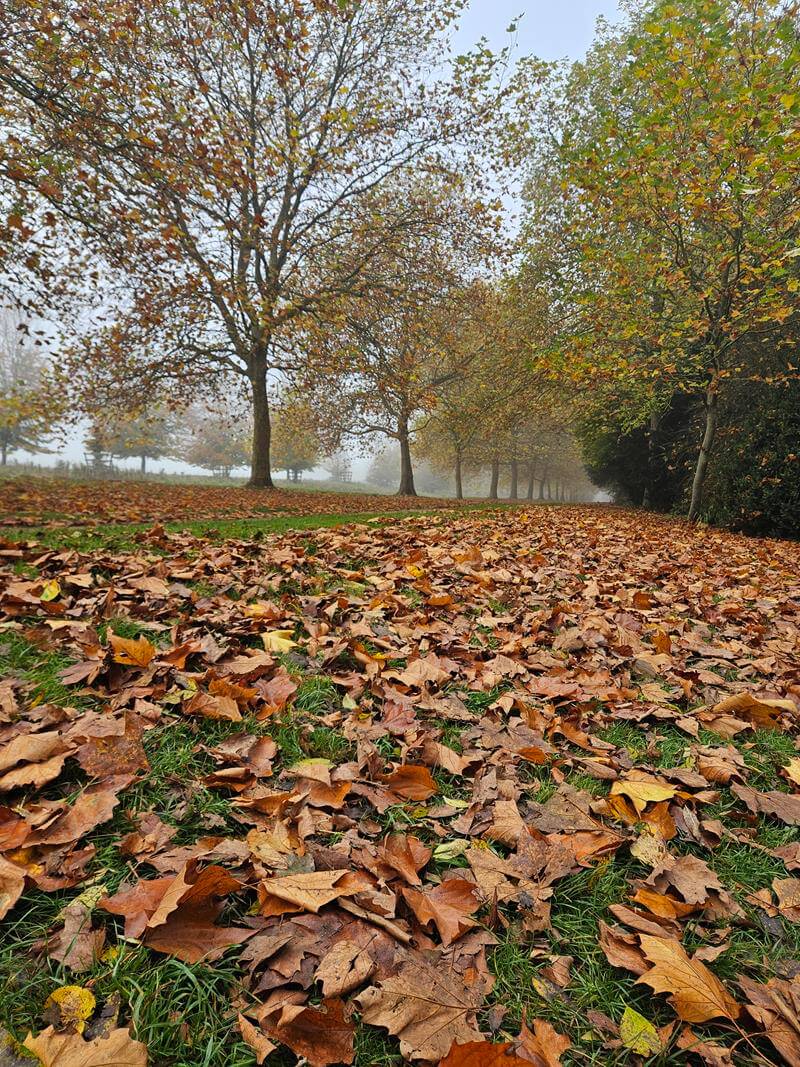 autumn leaves close up with trees behind