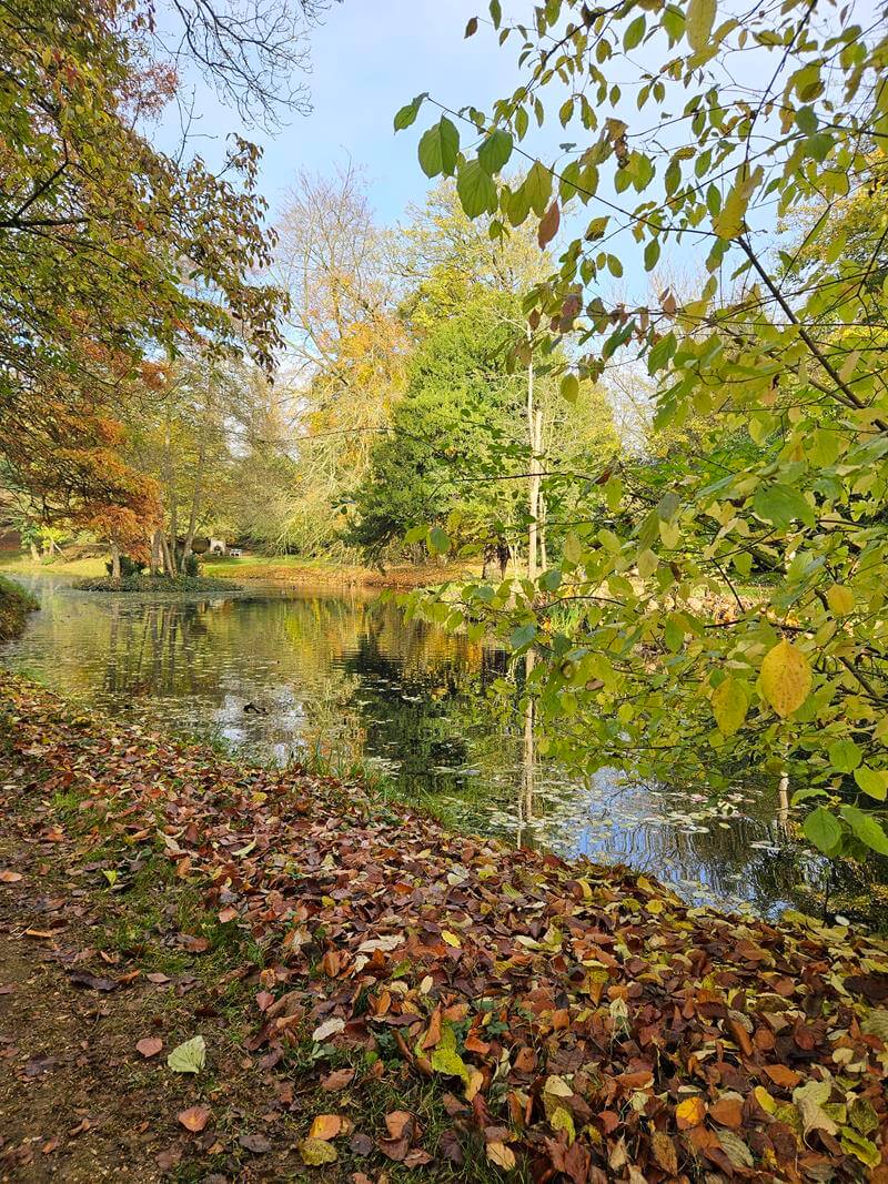 autumn tree reflections in the lake