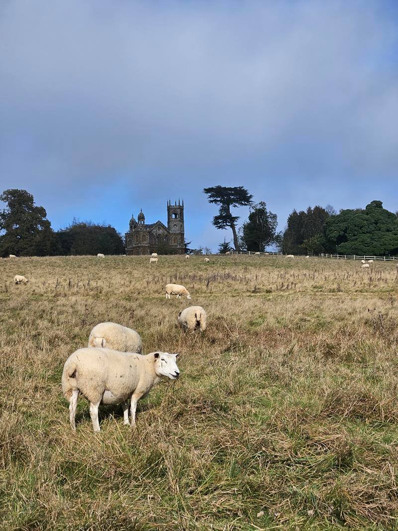 sheep grazing in front of gothic folly