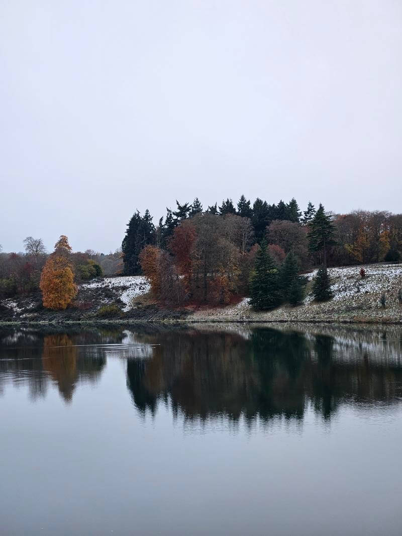 tree reflections in BLenheim lake