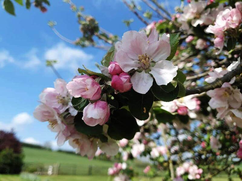 apple blossoms