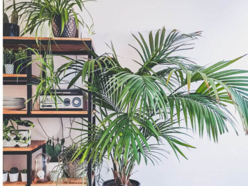 benefits of house plants