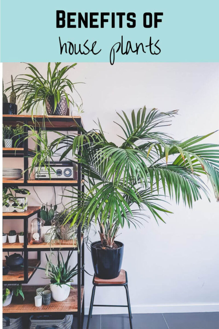 benefits of house plants