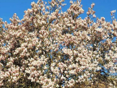 best blossoming trees and when to see them