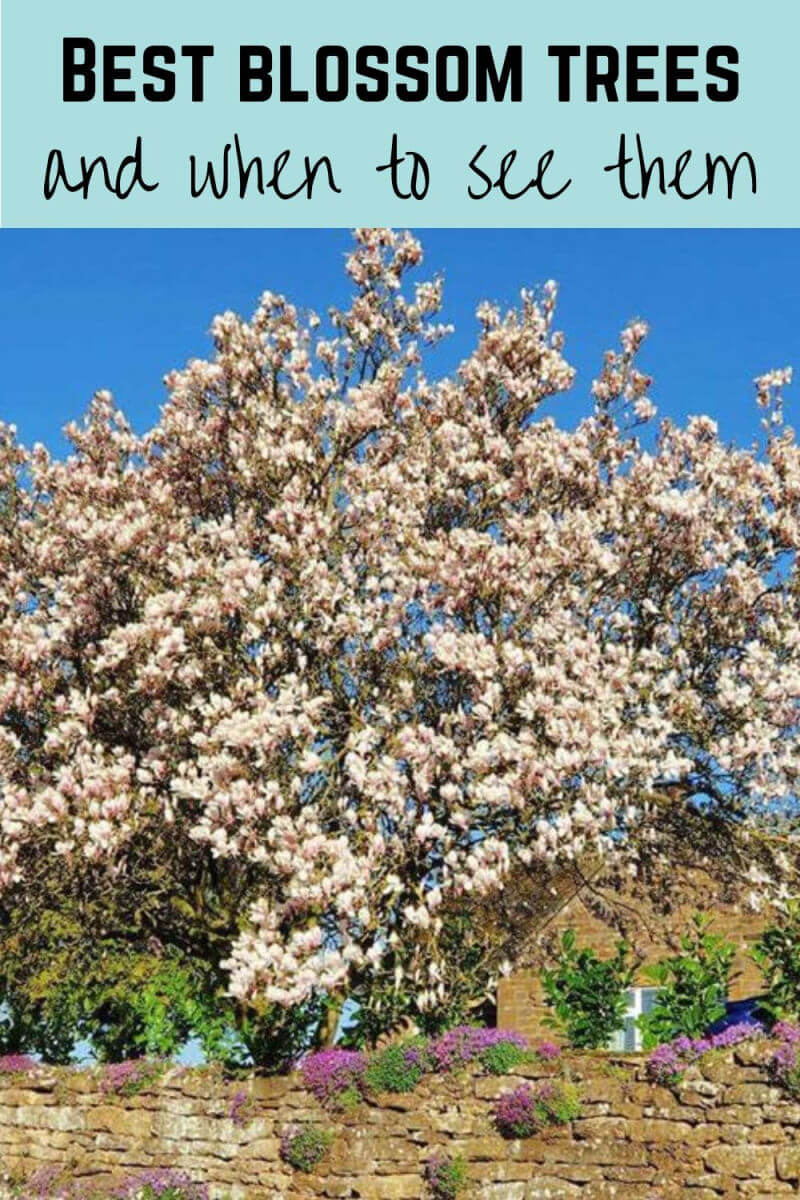 best blossoming trees and when to see them