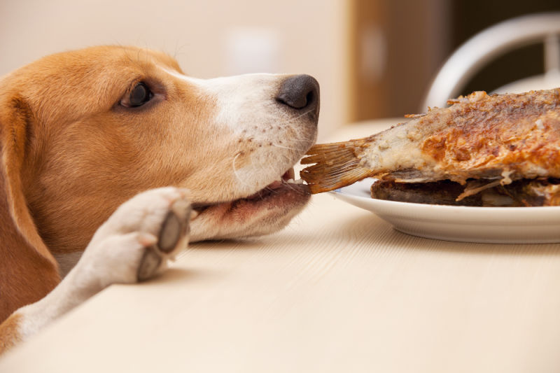 Beagle dog try to scrounge a fish from the table