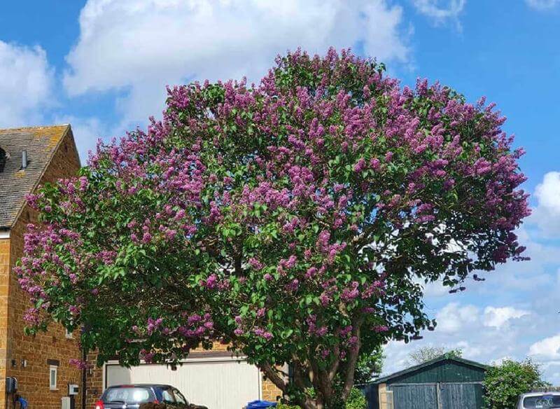 lilac tree