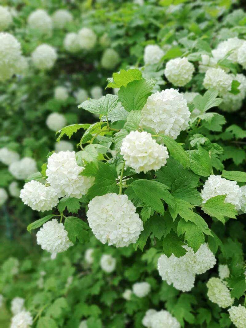 snowball tree