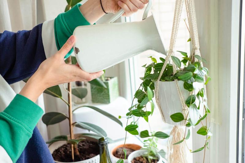 watering house plants