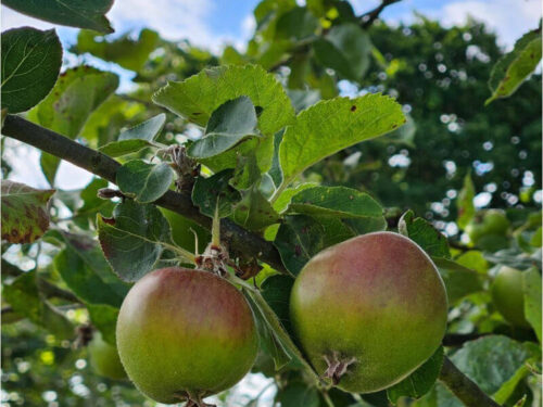 what to do with apples