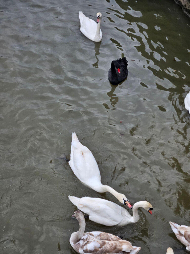 black swan amongst white and cygnets