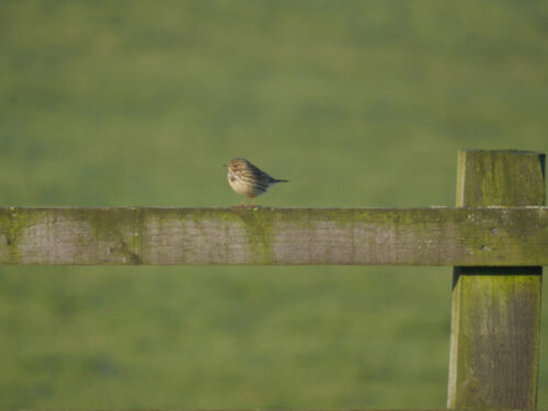 puffed up in winter meadow pipit on fence