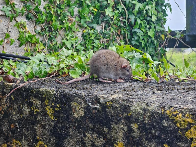 brown rat at the top of PK museum
