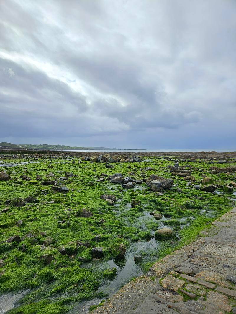 seaweed rocks next to the causeway and beach at marazion