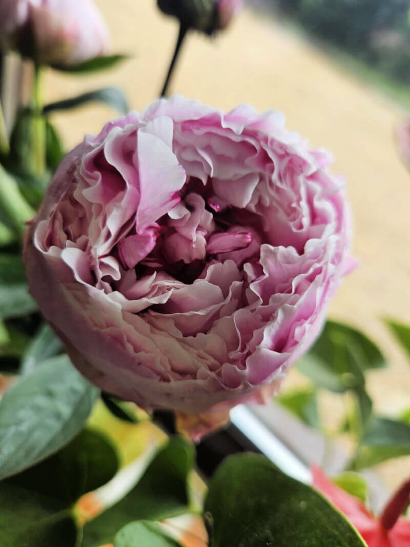 unopened peony