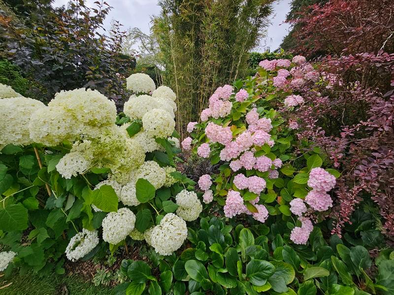 2 hydrangeas