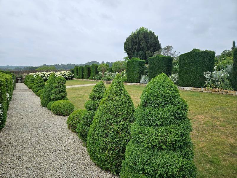 mini yew tree topiary