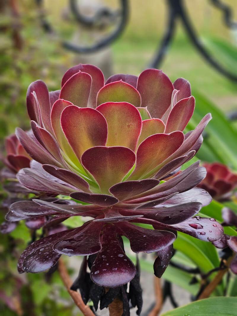 tree aeonium