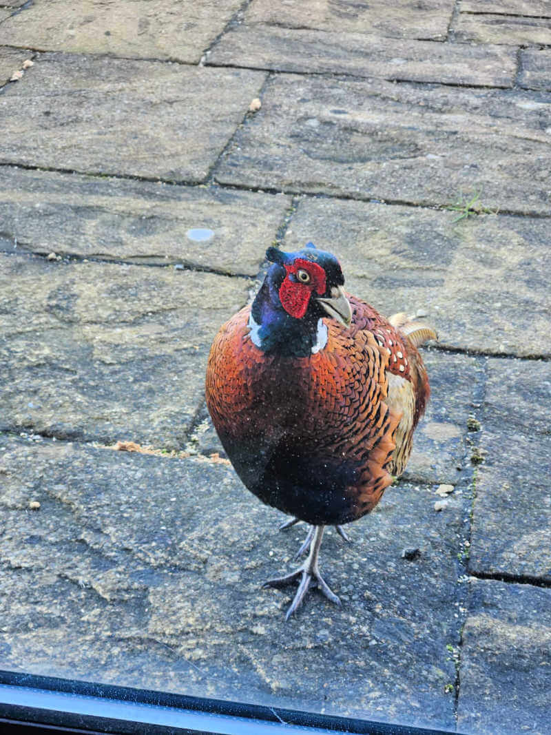 Project 52 2026 week 11